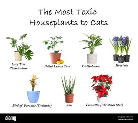 are stock flowers poisonous to cats