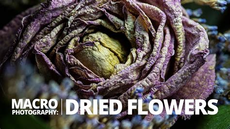 can dead flowers come back to life: Exploring the Metaphorical Revival of Lifeless Things