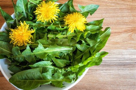 can dogs eat dandelion flowers? Are you aware that these flowers not only provide an alternative to traditional dog treats but also hold potential in natural remedies?