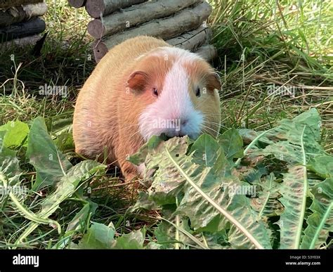 can guinea pigs eat dandelion flowers without leaves?