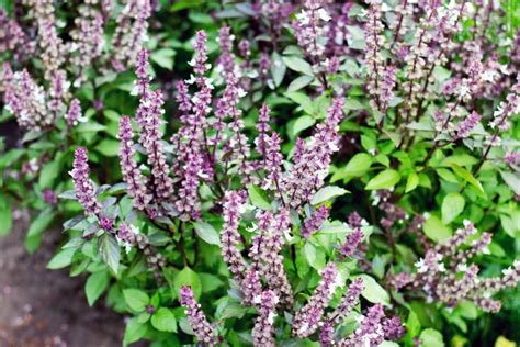 can you use basil after it flowers: Exploring the Versatility, Flavor, and Cultivation of Basil Beyond its Blooming Stage