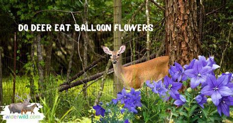 do deer eat balloon flowers? Let's explore the world of deer and their dietary habits, shall we?