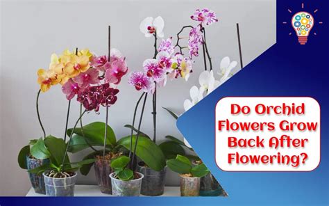 do orchid flowers grow back: Exploring the Resilience and Regenerative Qualities of Orchid Blooms and Their Unique Life Cycle