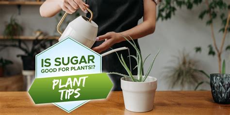 is sugar good for flowers Are Sugar Solutions Helpful for Blossoms?