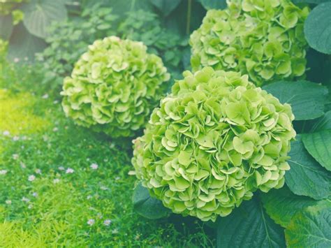 What Do You Do When Hydrangea Flowers Turn Green? An Insightful Exploration