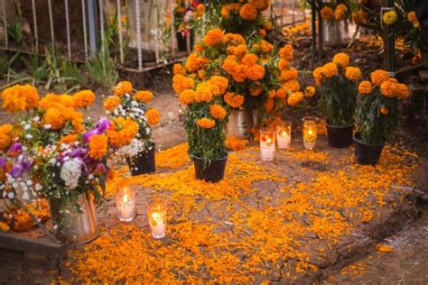 What Flowers Are Used in Día de los Muertos, and How They Reflect Mexico's Rich Cultural Heritage