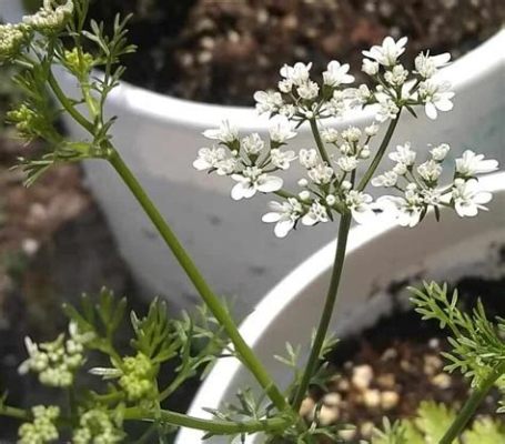 what to do when cilantro flowers: exploring the art of coriander cultivation