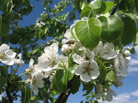 What Trees Bloom White Flowers and Their Intriguing Connections to Literature and Culture