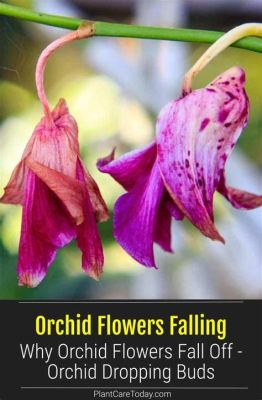 why do orchid flowers fall off? why not consider the impact of climate change on orchids?